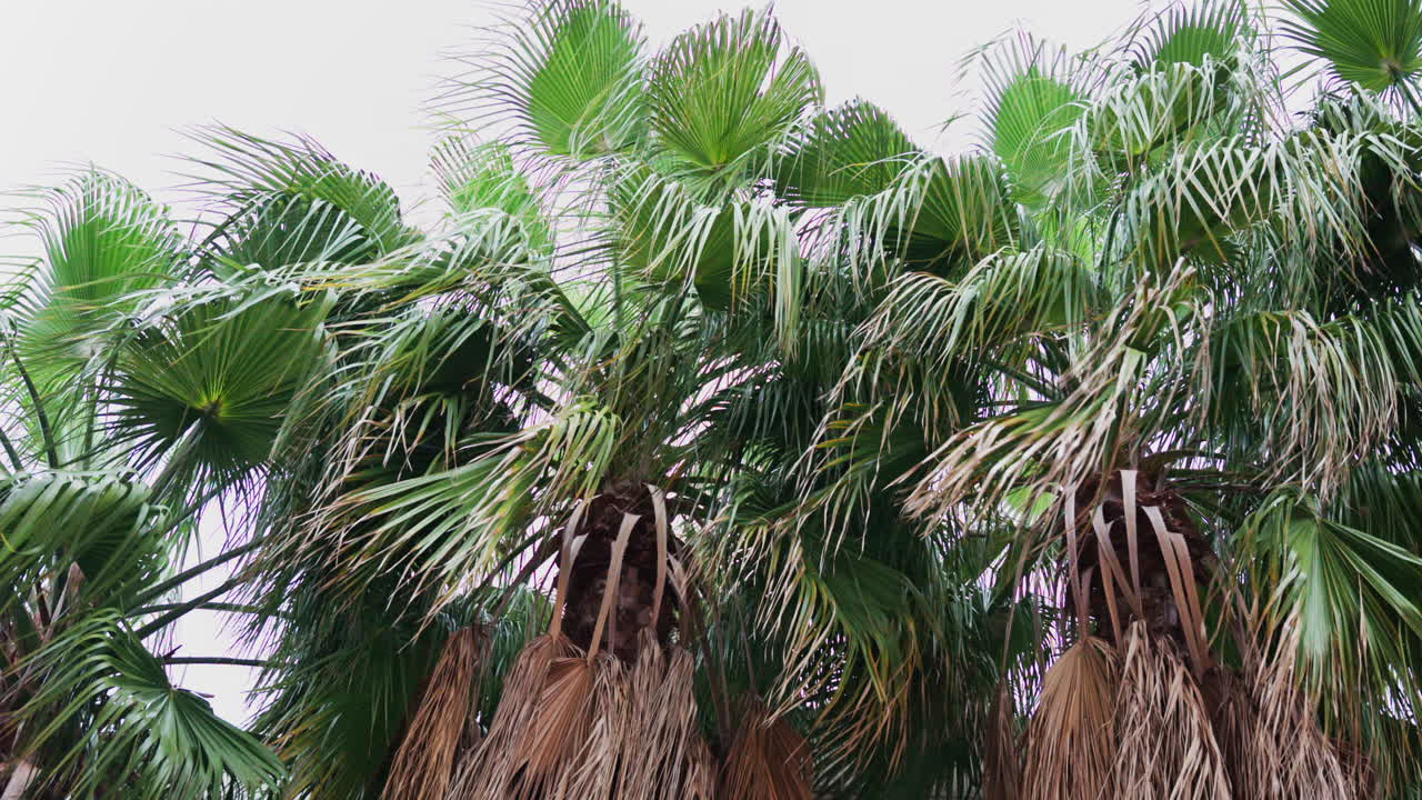 View of the leaves of palm trees moving in the wind with a white building on the background