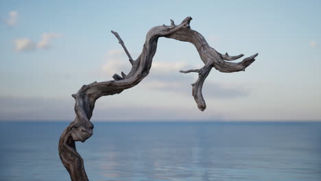 driftwood on the beach