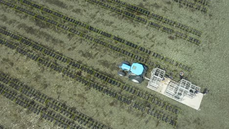 cultivador de ostras cosechando ostras frescas en una cesta durante la marea baja con un tractor