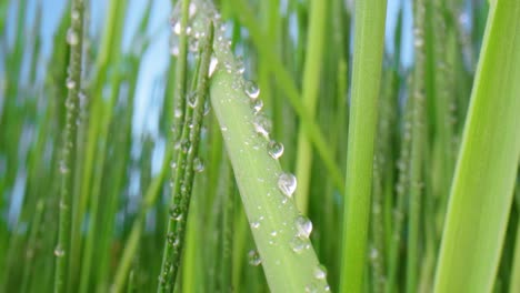 green grass close-up super macro shooting.