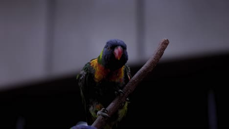 rainbow lorikeet resting on branch - close up