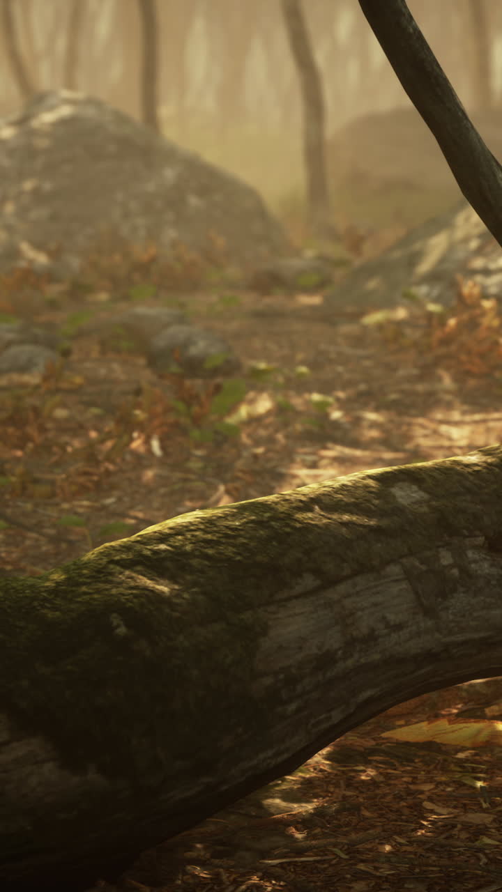 escena de bosque brumoso con tronco caído