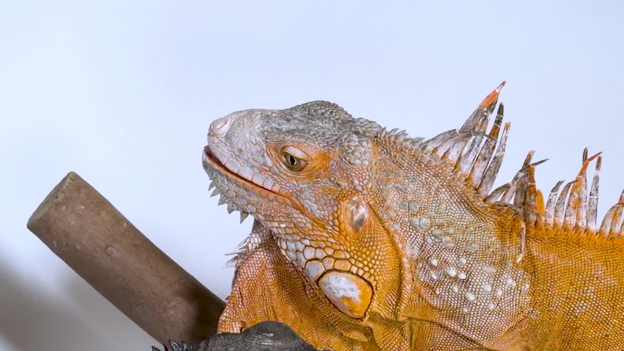 Un primo piano dettagliato di un'iguana rossa appoggiata a un ramo con un'illuminazione brillante
