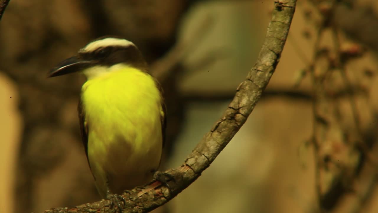 gran pájaro kiskadee durante la puesta de sol en el bosque