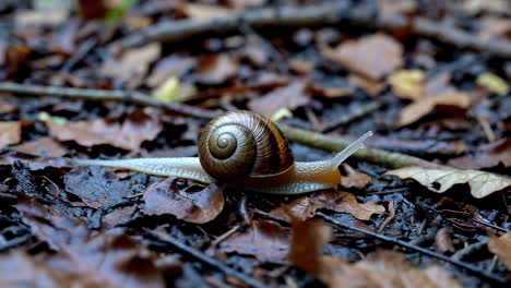 snail on a forest floor