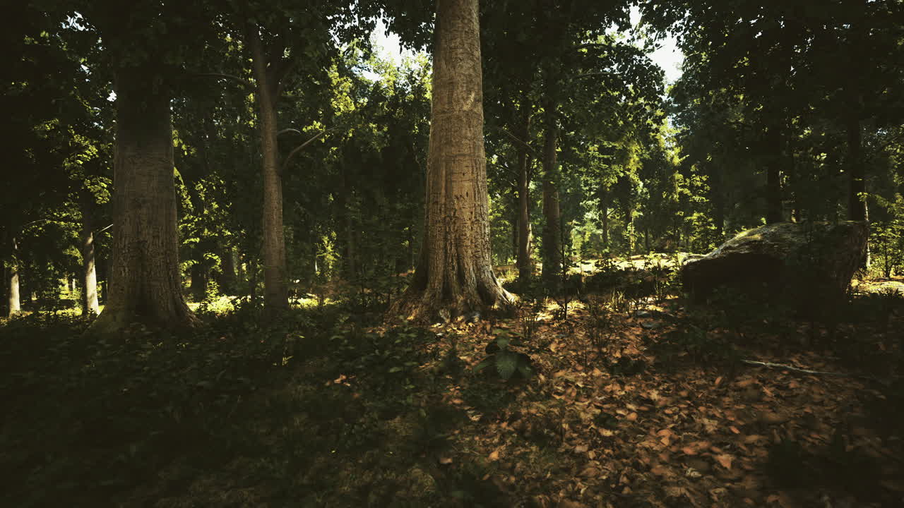 Sunlight filters through a lush forest creating serene shadows and light