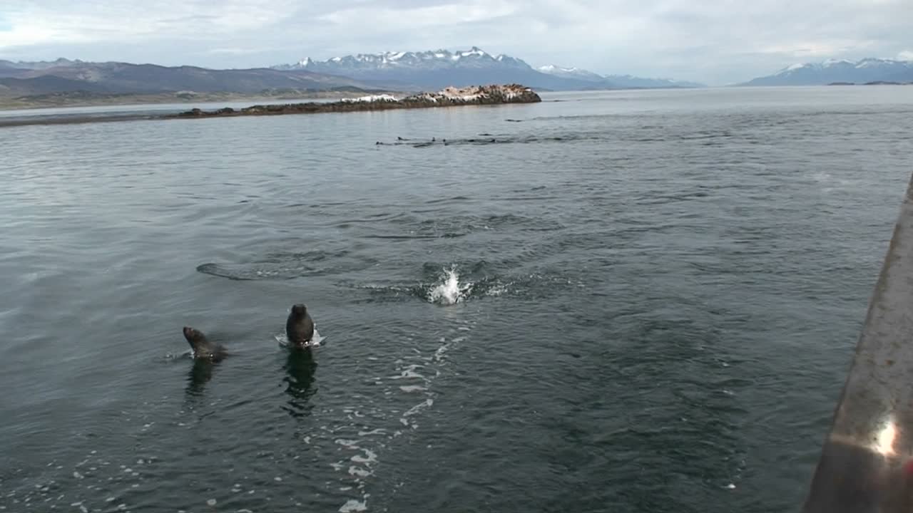 인근 보트에서 볼 수 있듯이 산타 바바라 캘리포니아 해안에서 장난치며 노는 돌고래 떼