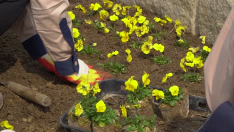 plantando flores amarillas de pensamiento en un jardín de tierra en la isla nami