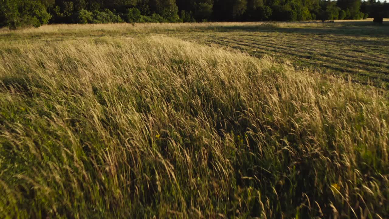 volando sobre el campo dorado en verano con árboles en el fondo