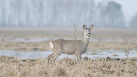 Common-wild-roe-deer-walking-and-eating-grass-on-the-field-in-early-spring-dry-grass-meadow-close-up