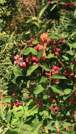euonymus europaeus spindle tree in fall