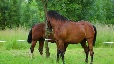 un dúo de caballos marrones pastando en la hierba durante un día soleado