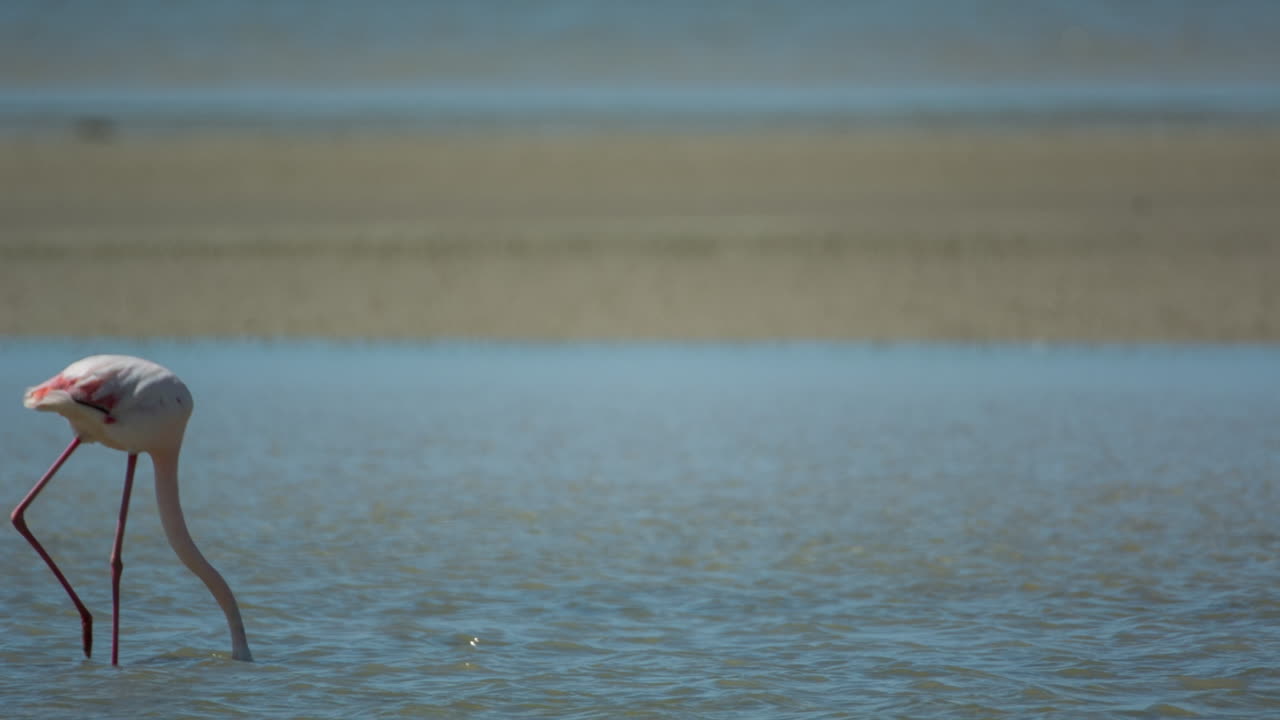 카마그 플라밍고 16