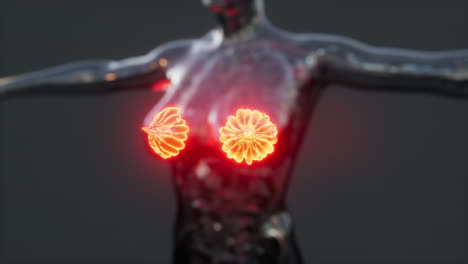 ciencia anatomía del cuerpo humano con brillo glándula mamaria