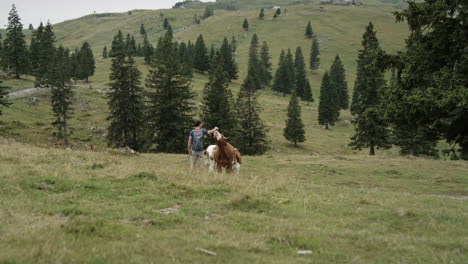 excursionista en el velika planina deteniéndose para acariciar una vaca