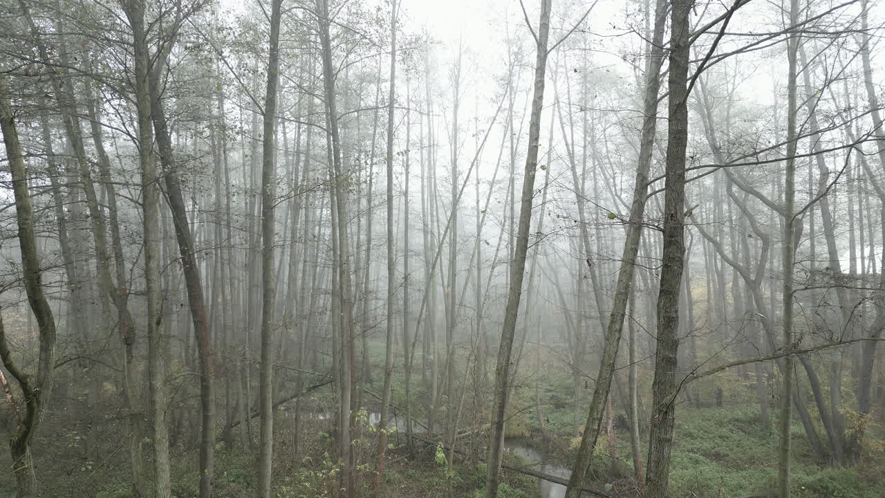 아침 안개 속의 가을 숲