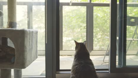 Gran-Gato-Atigrado-Mirando-Desde-La-Puerta-De-Cristal---Ancho