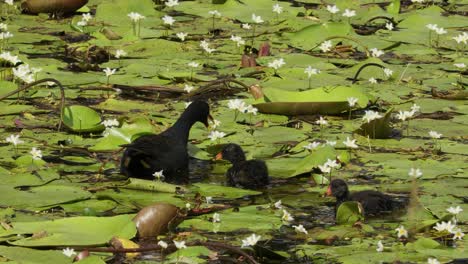 two dusky moorhens swim and feed in a swamp in australia