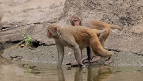 los macacos constituyen un género (macaca) de monos gregarios. los macacos se encuentran en una variedad de hábitats en todo el continente asiático y son altamente adaptables.
