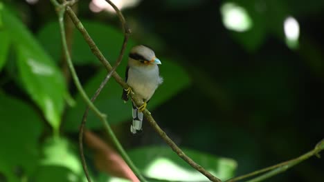 silver-breasted broadbill, serilophus lunatus, kaeng krachan national park, thailand