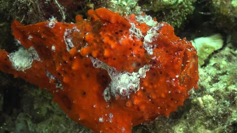 red warty anglerfish  close up on coral reef