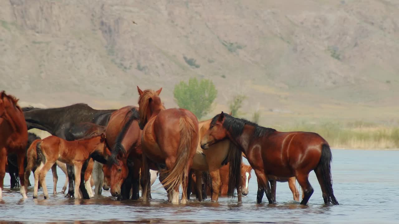 belleza cinematográfica de caballos que vagan libres caminando, corriendo y bebiendo junto al río, con terneros juguetones