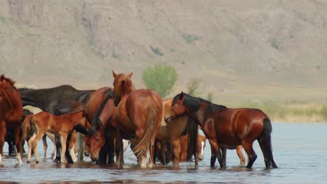 Belleza-Cinematográfica-De-Caballos-Que-Deambulan-Libremente,-Corren-Y-Beben-Junto-Al-Río,-Con-Terneros-Juguetones.