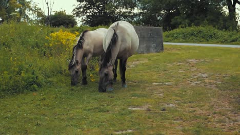 Two-horses-eating-the-grass-in-the-Netherlands-durning-the-summer