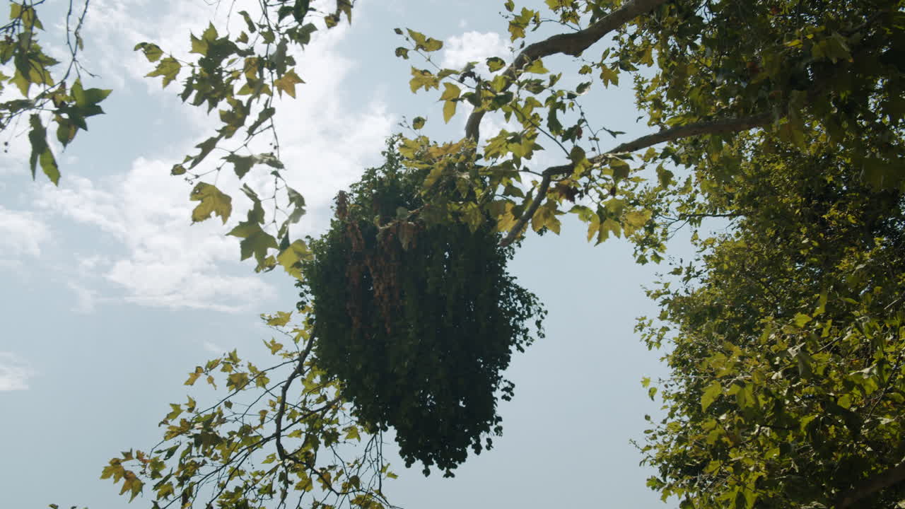 Tree with dense foliage against a sky background
