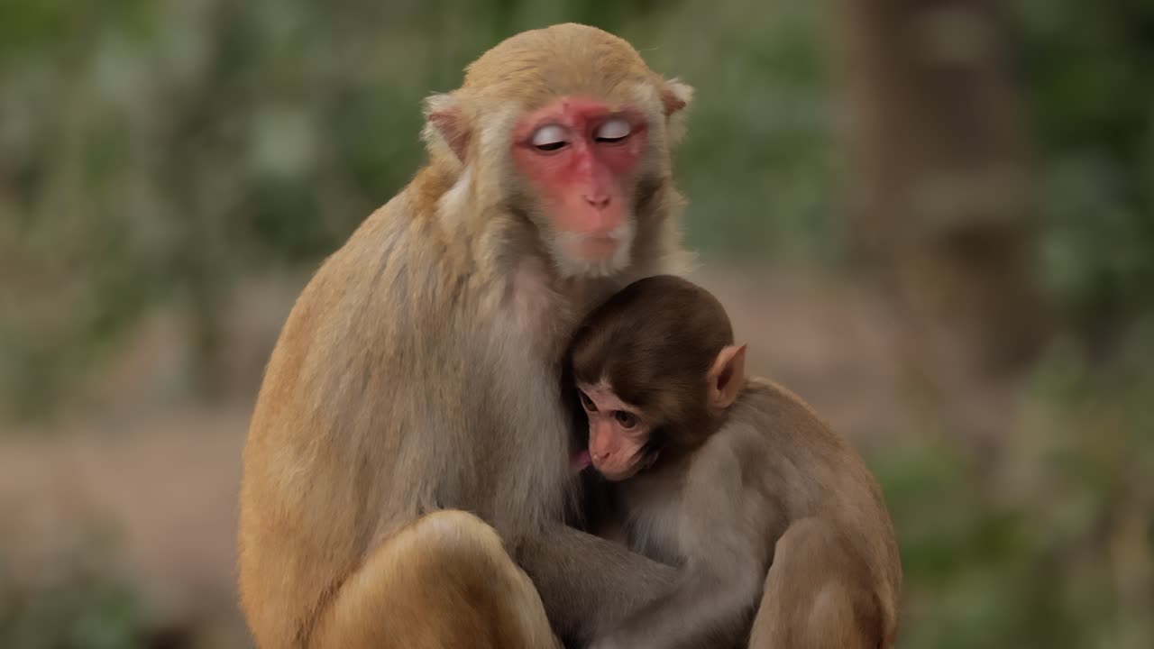 los macacos constituyen un género (macaca) de monos gregarios. los macacos se encuentran en una variedad de hábitats en todo el continente asiático y son altamente adaptables.