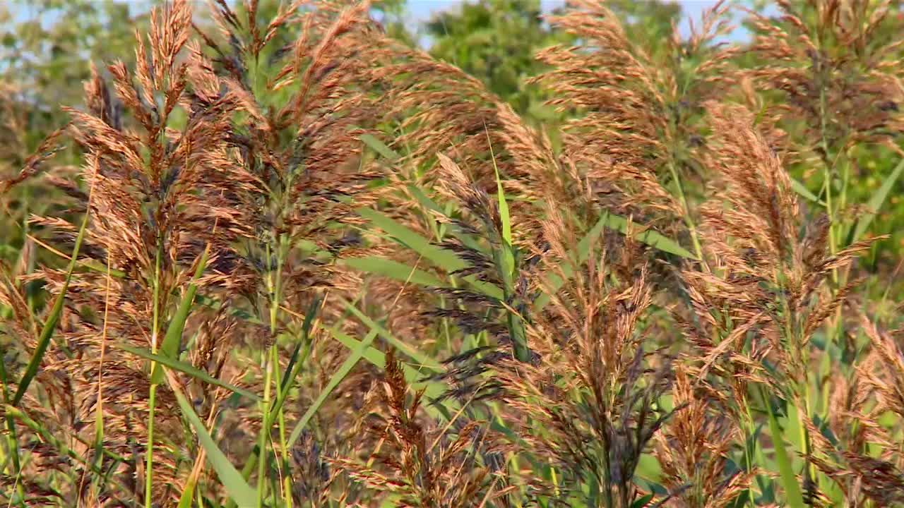 phragmites australis, plantas comunes de flores de caña en un día de viento de verano