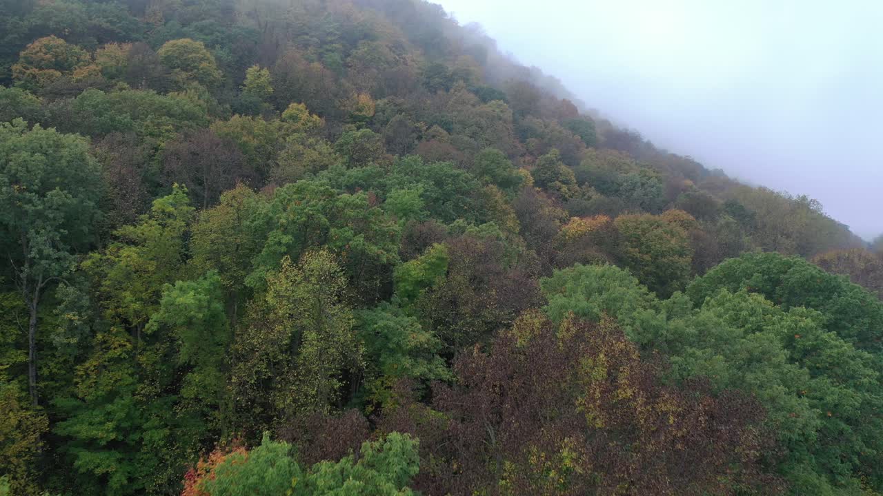 Foresta autunnale nebbiosa dall'alto