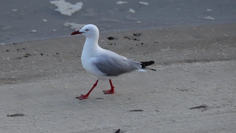 las gaviotas se pasean por la playa de arena a lo largo del tiempo.