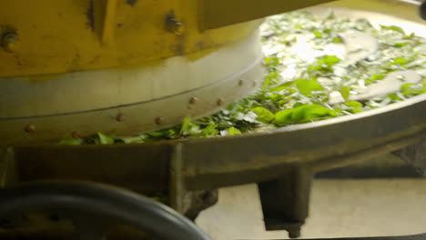 processing tea leaves in a manufacturing factory