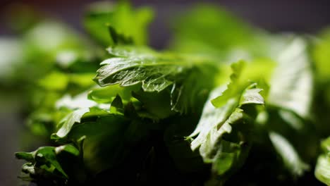 close-up of fresh celery leaves