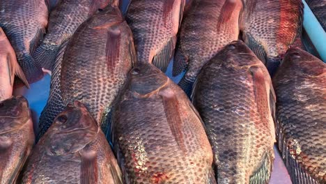 assorted fish laid out for sale