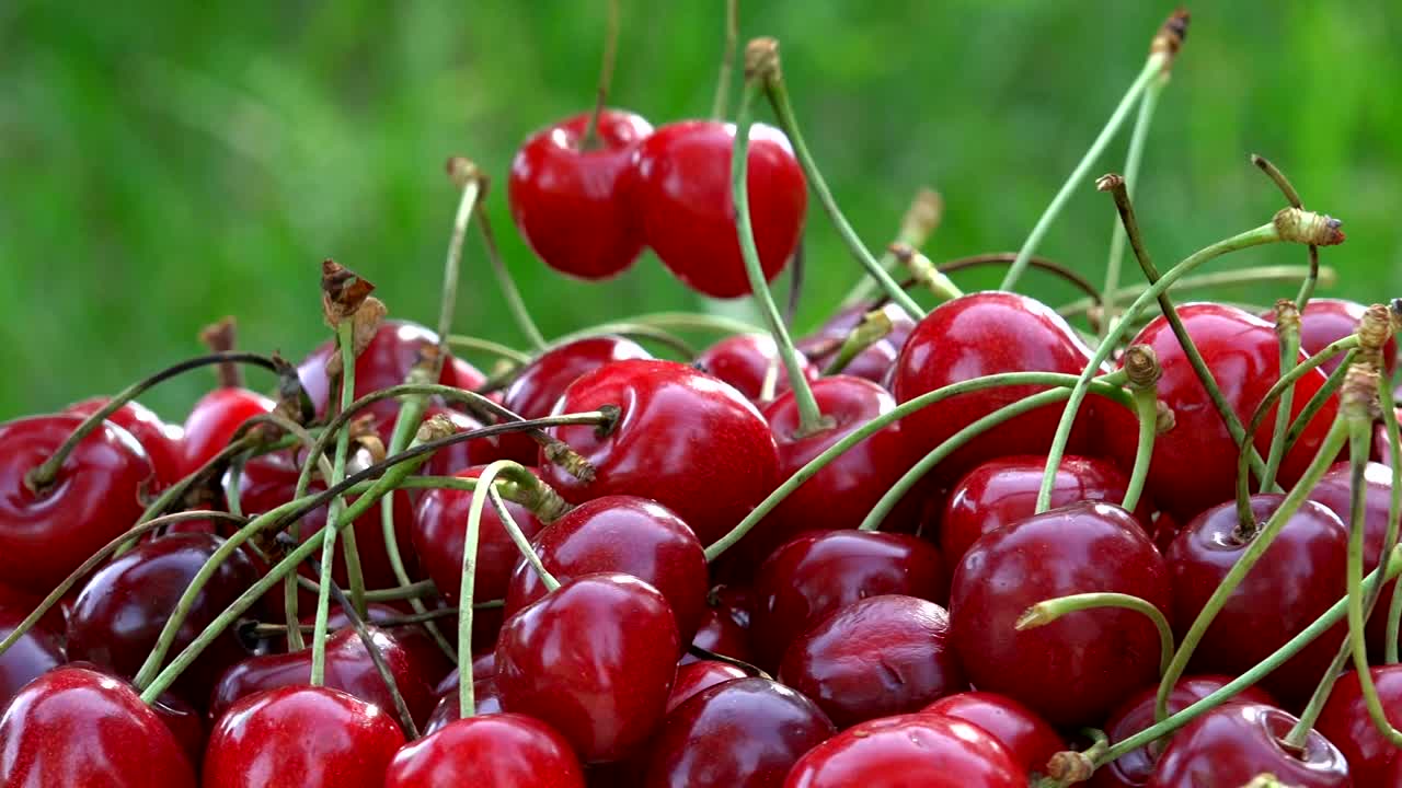 Mano che posa ciliegie mature alla luce del sole in giardino. Piattaforma girevole rotante