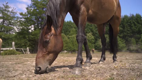 Primer-Plano-De-Un-Lindo-Caballo-Marrón-Comiendo-Hierba-A-La-Luz-Del-Día-En-La-Granja-En-Cámara-Lenta-60fps