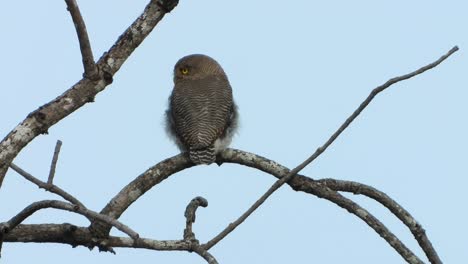 boreal owl in tree uhd 4k mp4