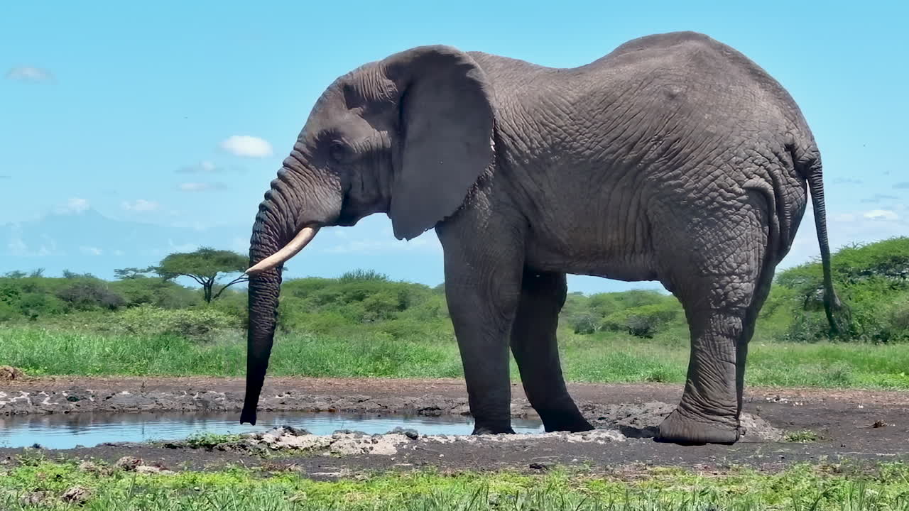 A majestic African elephant drinks from a small puddle in the Amboseli savanna