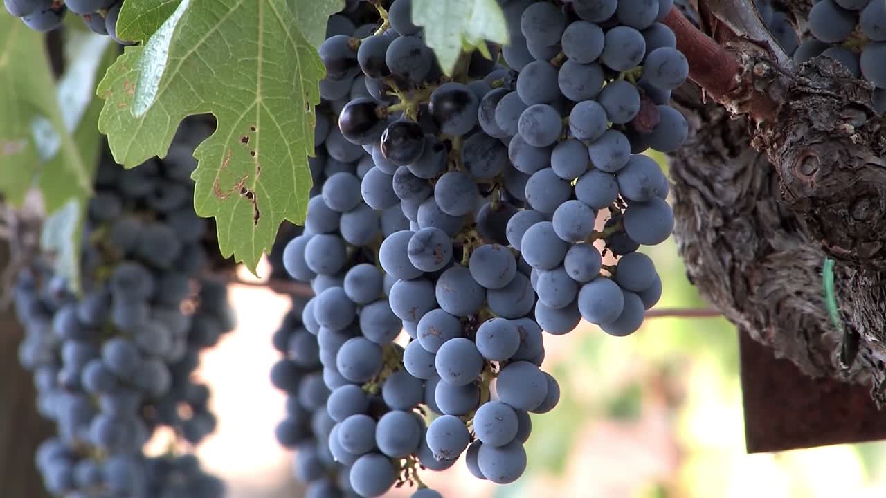 cerca de un racimo de uvas de vino tinto en el valle de napa antes de la cosecha, california, ee.uu.