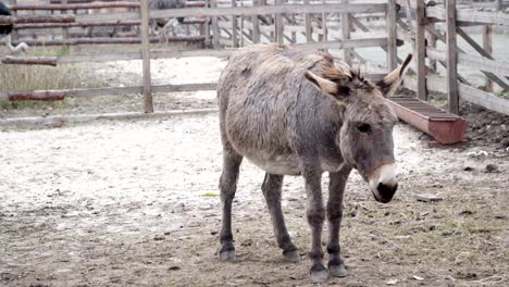 donkey goes to corral and on the ground looking for food