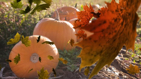 digital composite video of autumn leaves moving against pumpkin patch in background