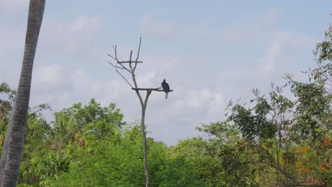 Nashornvogel-Thront-Auf-Einem-Ast