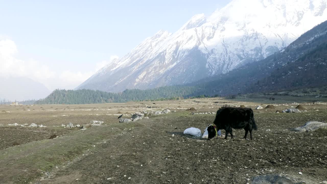 히말라야 야크 (himalayan yak) 는 네팔의 산들 사이에서 풀을 먹는다.