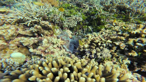 a family of black and white clark's anemonefish (clownfish) swims near the sea anemone. the close-up static shot focuses on the small fish and the surrounding coral, showcasing the vibrant coral reef.