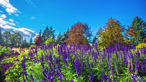 vibrant and colorful timelapse of purple flower bushes with trees in the background against a bright blue sky with white clouds passing by