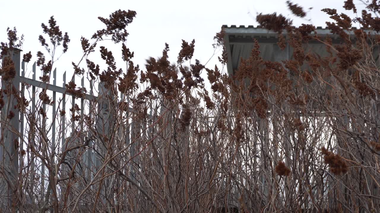 You can see the herbs moving under a small a windy day in autumn. Behind you can see the fence in a park near the river.