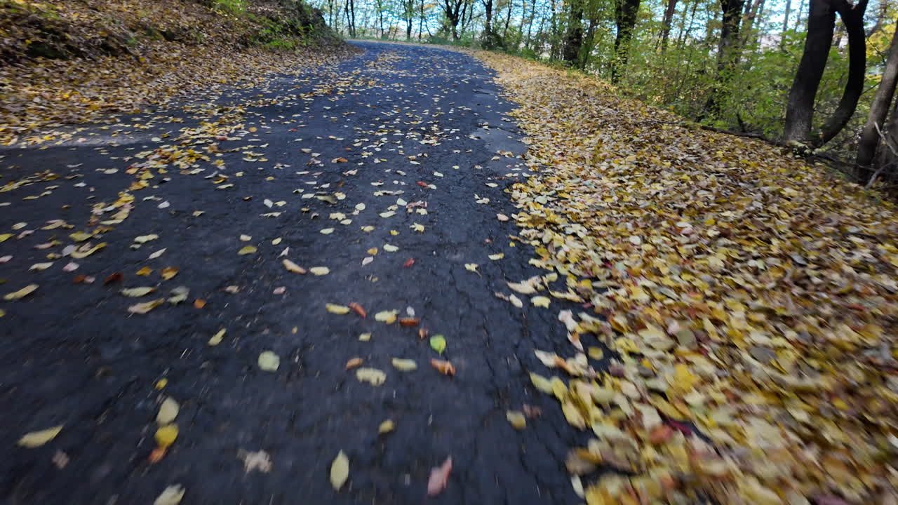 Pathway Covered with Autumn Leaves in Forest