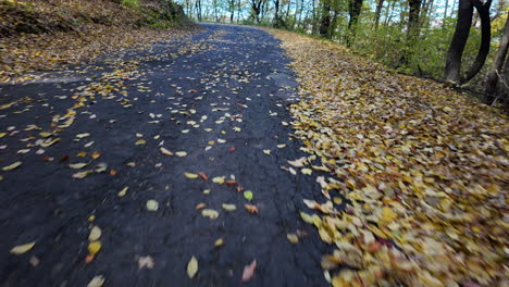 pathway covered with autumn leaves in forest